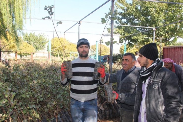 Şanlıurfa’da Fıstık Fidanları Ekilmeye Başlandı