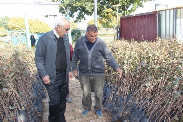 Şanlıurfa’da Fıstık Fidanları Ekilmeye Başlandı