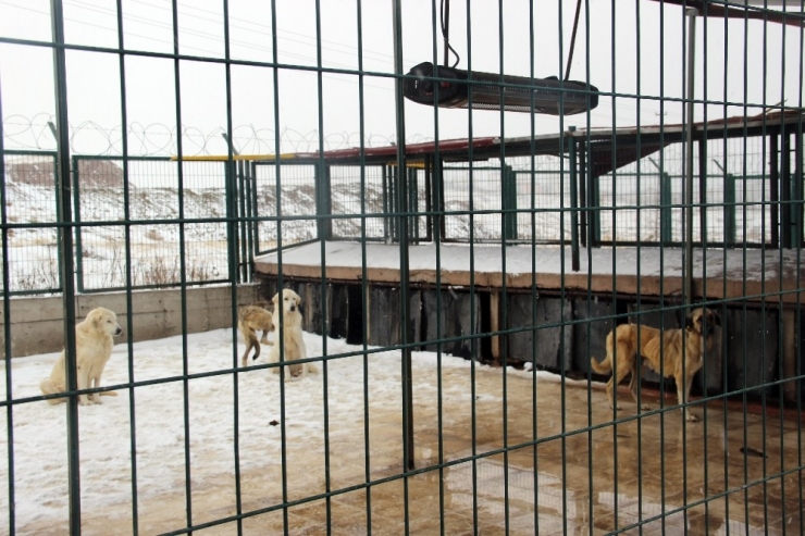 Sokak Hayvanlarına Isıtıcılı Koruma