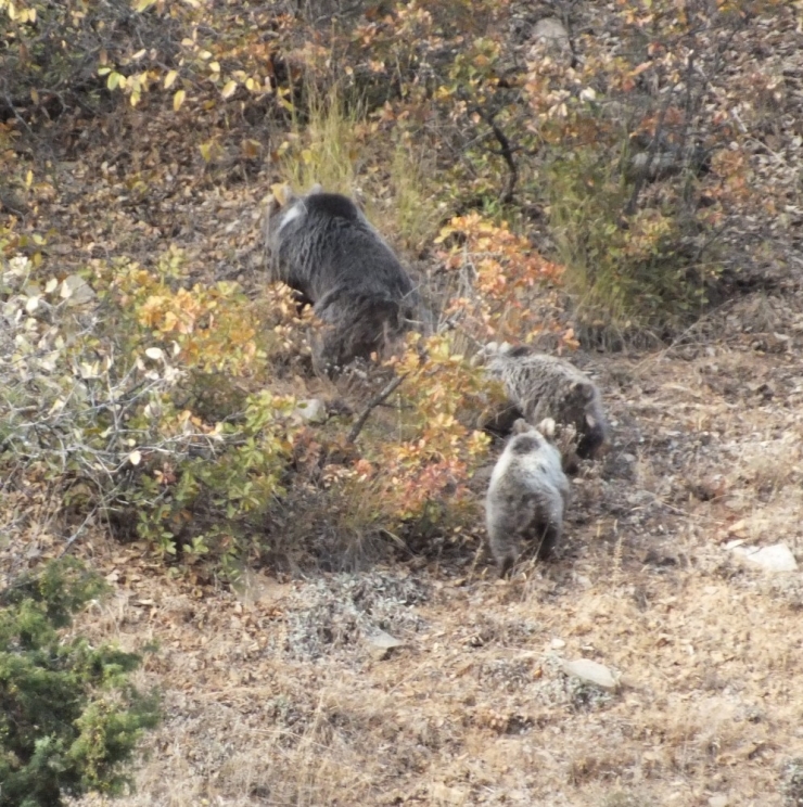 Anne Ayı Ve Yavruları Objektiflere Takıldı
