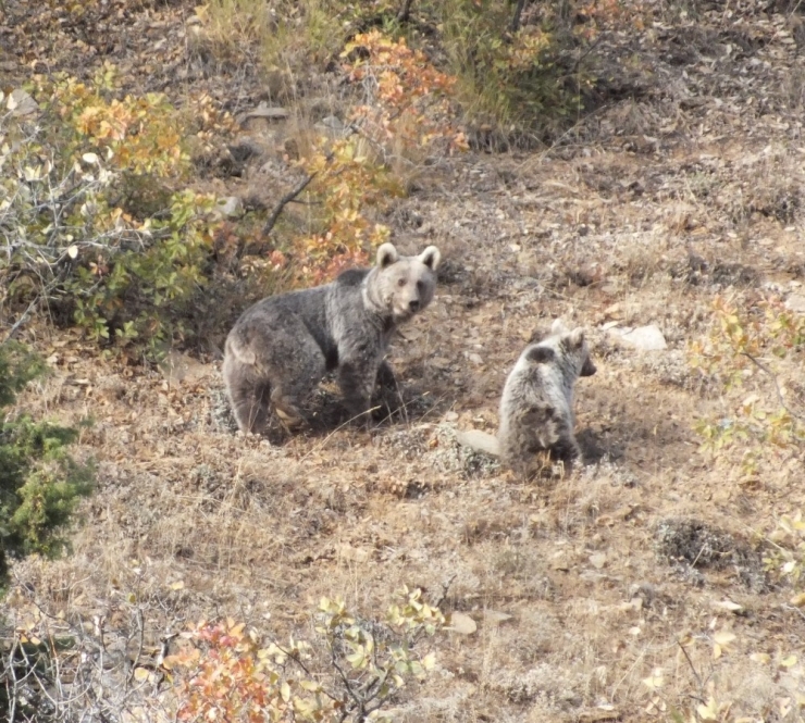 Anne Ayı Ve Yavruları Objektiflere Takıldı