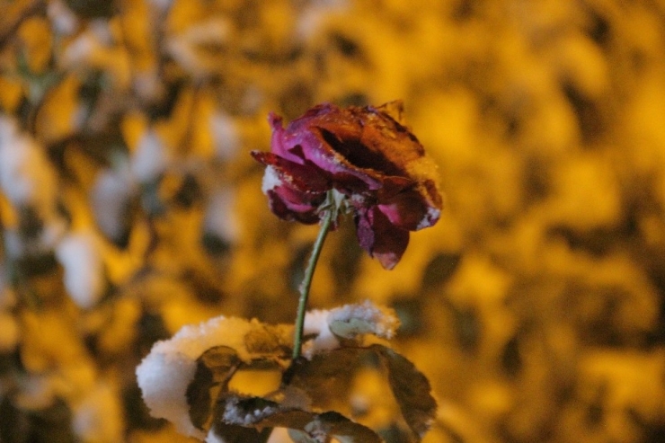 Elazığ’da Karla Birlikte Kartpostallık Görüntüler Oluştu