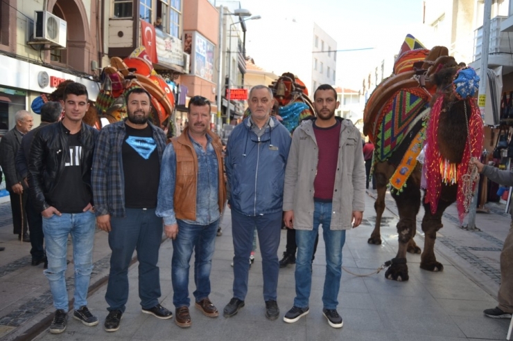 Ayvalık’ta Develer Görücüye Çıktı