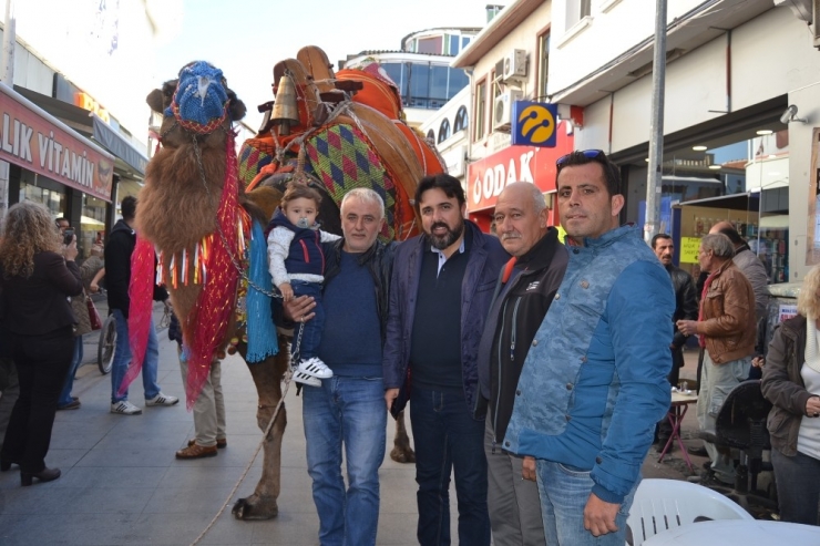 Ayvalık’ta Develer Görücüye Çıktı