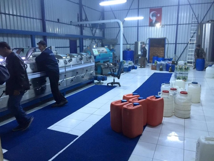 Mut’ta Zeytinyağı Fabrikalarında Yoğunluk Yaşanıyor