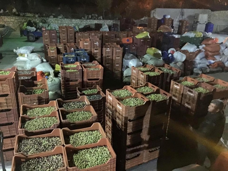 Mut’ta Zeytinyağı Fabrikalarında Yoğunluk Yaşanıyor