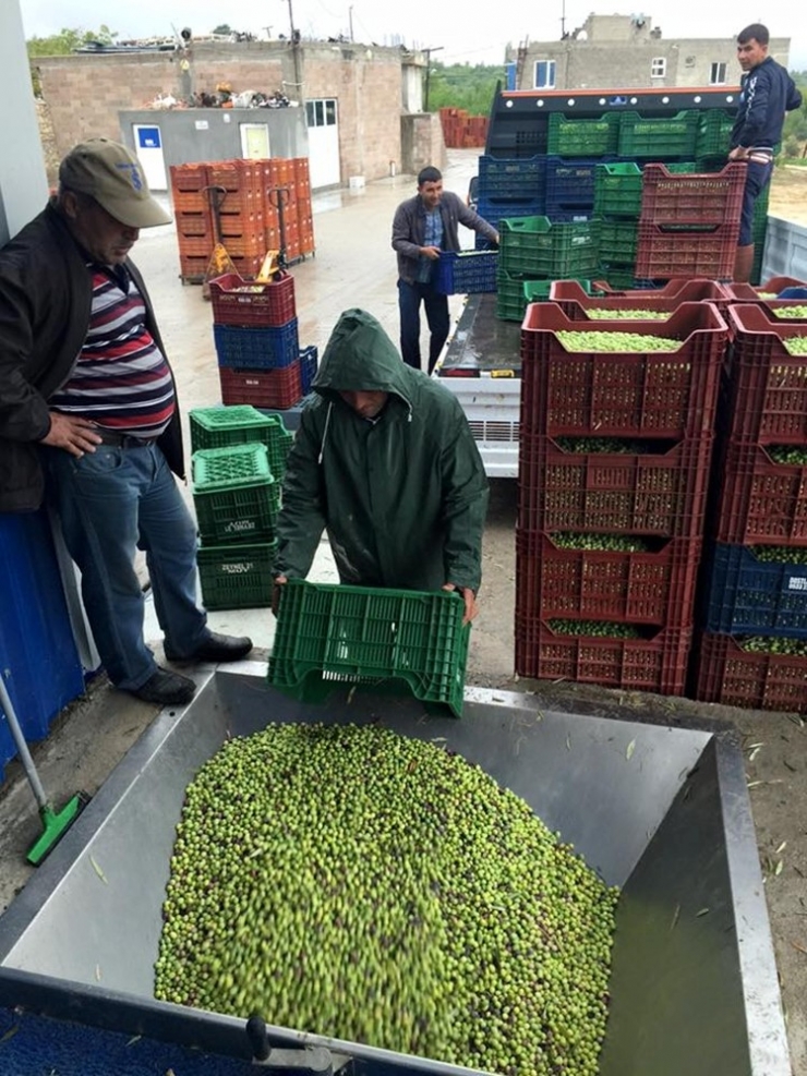 Mut’ta Zeytinyağı Fabrikalarında Yoğunluk Yaşanıyor