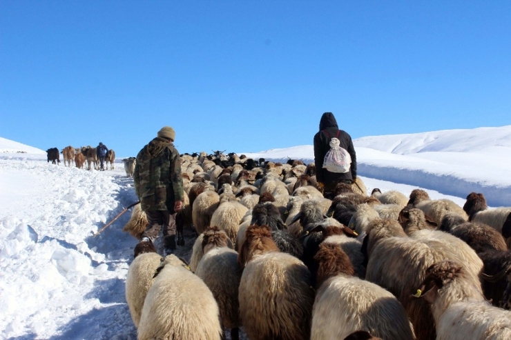 Yaylacıların Zorlu Yolculuğu