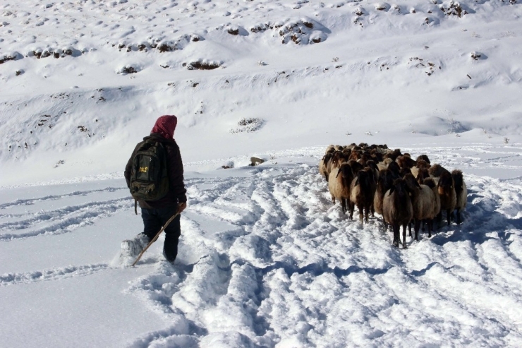 Yaylacıların Zorlu Yolculuğu
