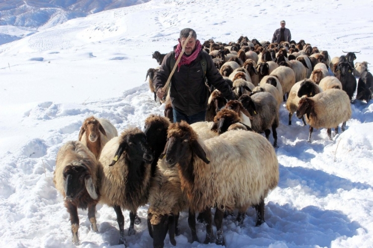 Yaylacıların Zorlu Yolculuğu