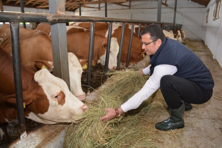 Ordu’da Hayvancılık Ayağa Kalktı