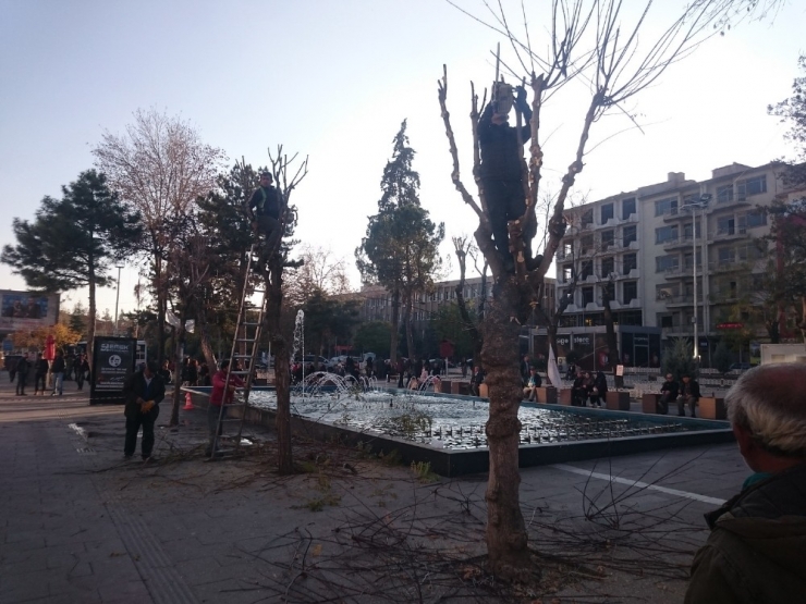 Uşak Belediyesi Ağaçları Bakıma Aldı