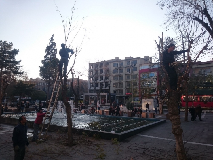 Uşak Belediyesi Ağaçları Bakıma Aldı