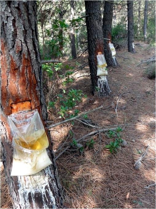 Yalova Ormanlarından Reçine Üretilecek