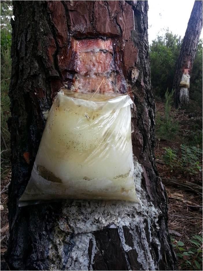 Yalova Ormanlarından Reçine Üretilecek