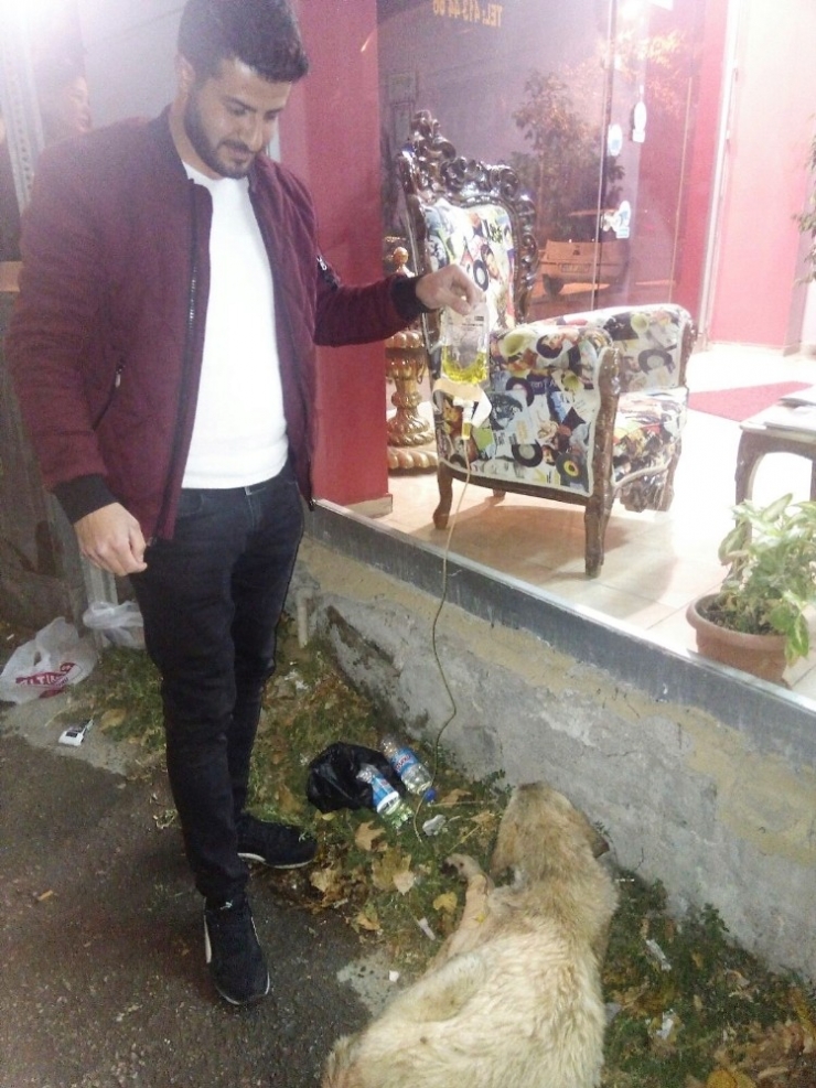 Hasta Sokak Köpeğine Serum Bağlattı