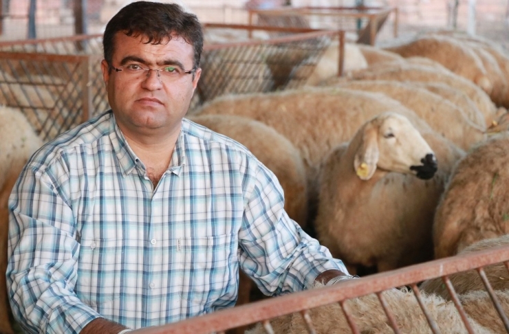 Küçükbaş Hayvan Sayısı Türkiye’de Yüzde 80, Aksaray’da Yüzde 500 Artış Gösterdi
