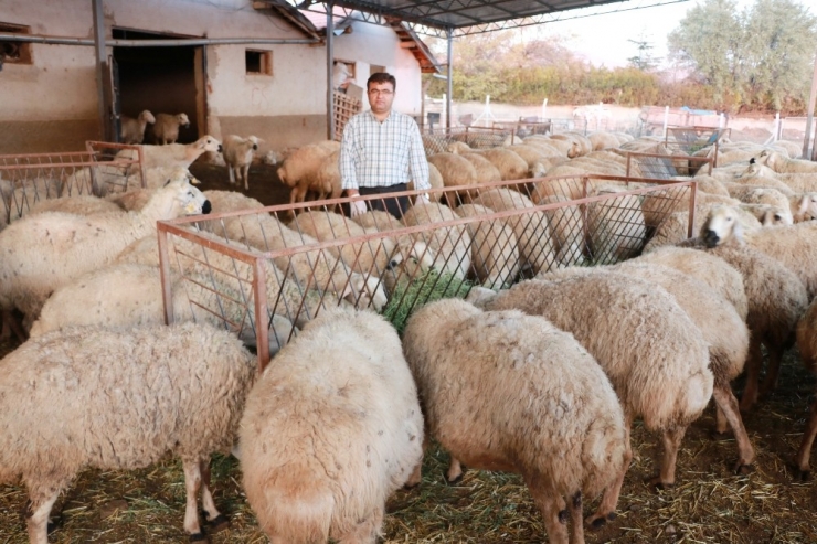 Küçükbaş Hayvan Sayısı Türkiye’de Yüzde 80, Aksaray’da Yüzde 500 Artış Gösterdi