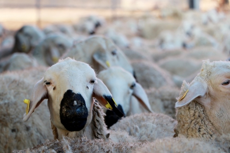 Küçükbaş Hayvan Sayısı Türkiye’de Yüzde 80, Aksaray’da Yüzde 500 Artış Gösterdi