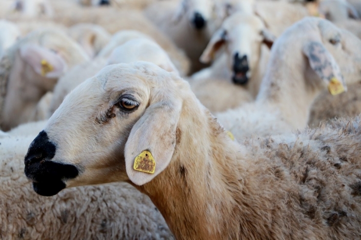Küçükbaş Hayvan Sayısı Türkiye’de Yüzde 80, Aksaray’da Yüzde 500 Artış Gösterdi