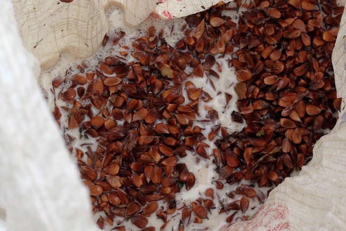 3 Ton Kayın Tohumu Ekimi Yapılacak