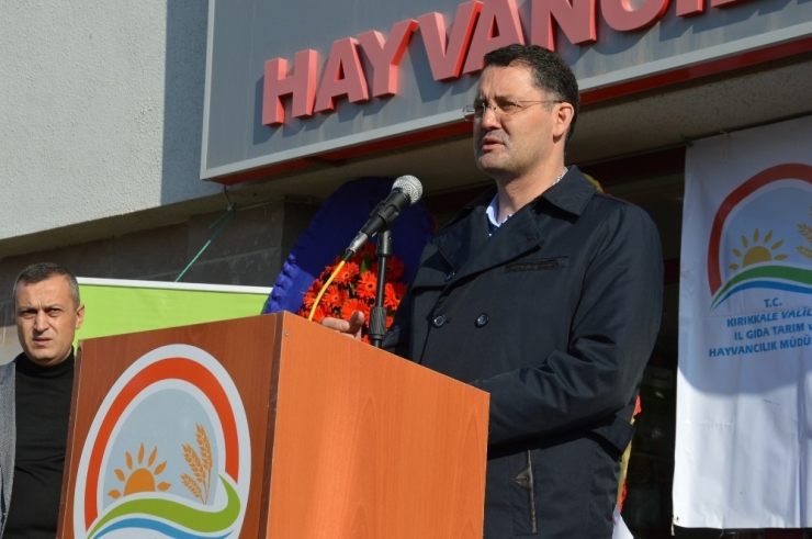 Çiftçilere Damızlık Koç Desteği