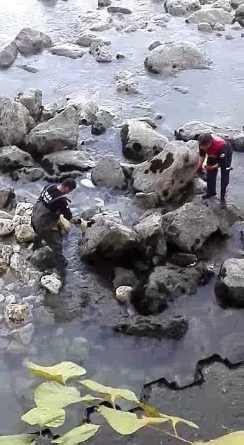 Nehirde Mahsur Kalan Yavru Kediyi Cankur Kurtardı