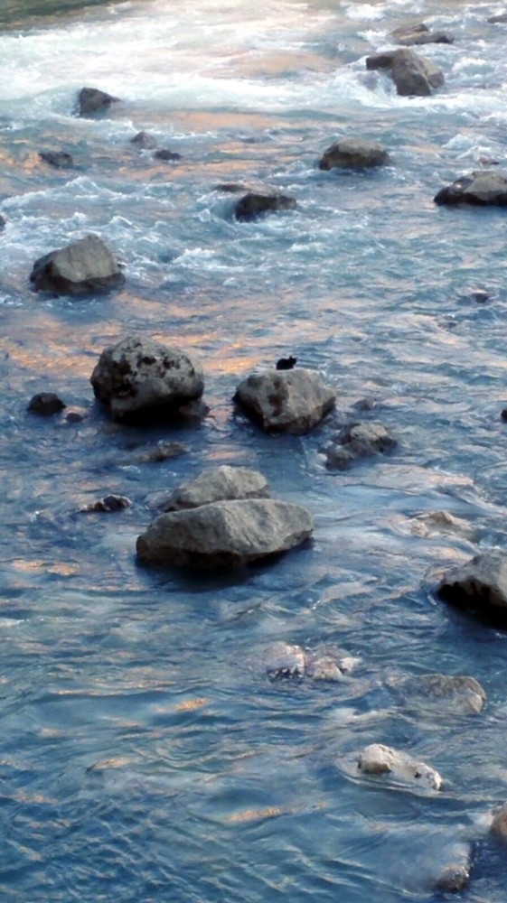 Nehirde Mahsur Kalan Yavru Kediyi Cankur Kurtardı