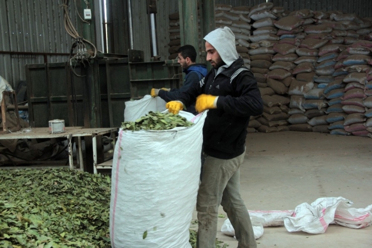 Hatay Dünyaya Defne Yaprağı İhraç Ediyor