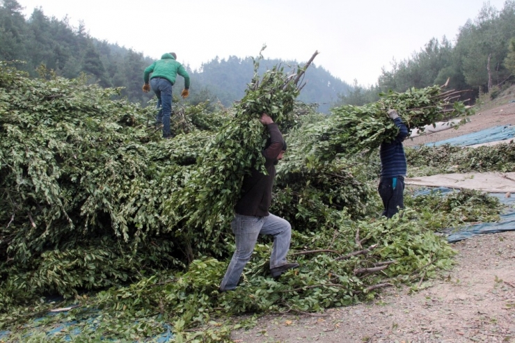 Hatay Dünyaya Defne Yaprağı İhraç Ediyor