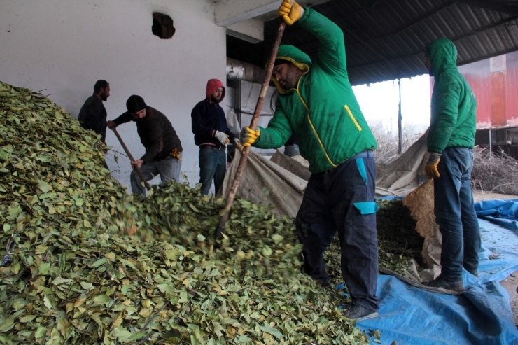 Hatay Dünyaya Defne Yaprağı İhraç Ediyor