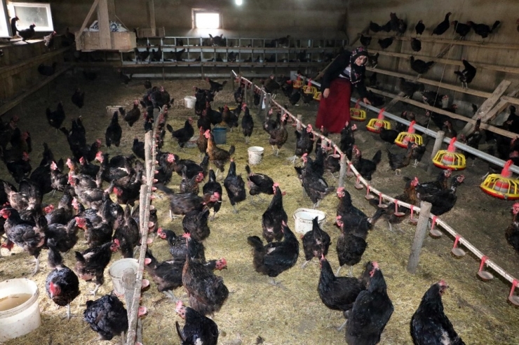 Kadın Girişimci, Aldığı Hibe Desteğiyle Organik Yumurta Çiftliği Kurdu