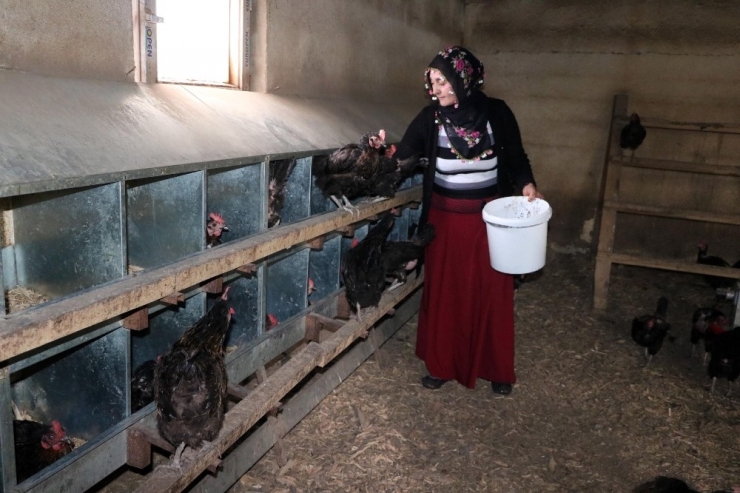 Kadın Girişimci, Aldığı Hibe Desteğiyle Organik Yumurta Çiftliği Kurdu