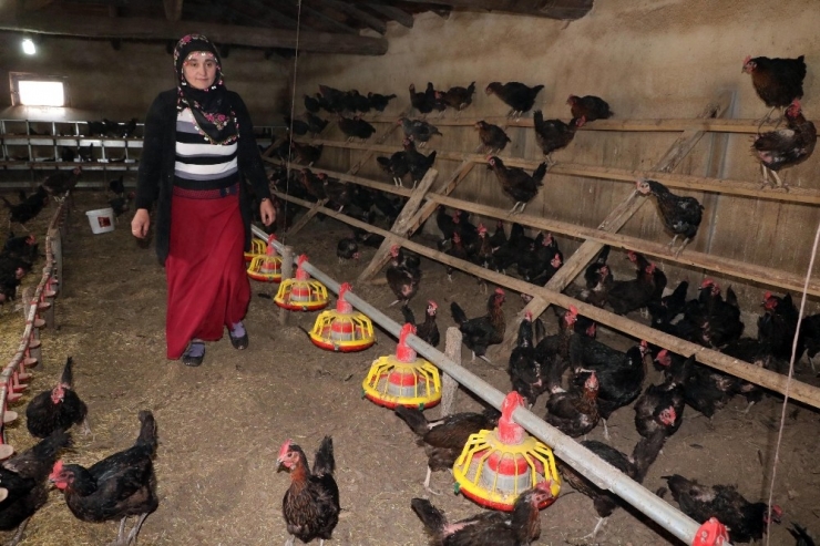 Kadın Girişimci, Aldığı Hibe Desteğiyle Organik Yumurta Çiftliği Kurdu