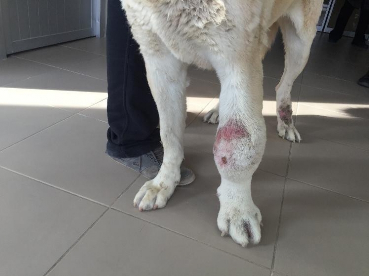 Ayağı Tümörlü Köpek Sağlığına Kavuştu