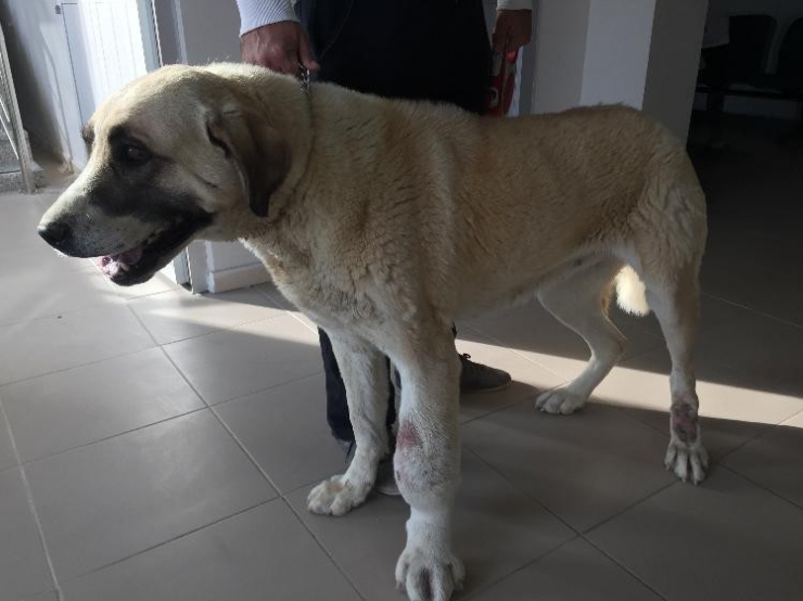 Ayağı Tümörlü Köpek Sağlığına Kavuştu