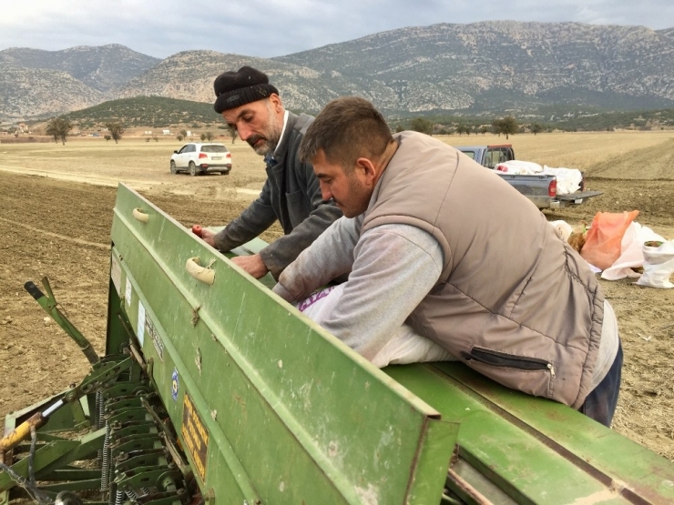 Antalya Buğdayını Arıyor Projesi