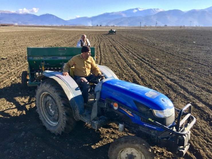 Antalya Buğdayını Arıyor Projesi