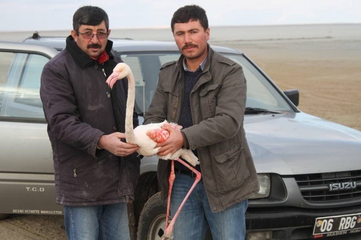 Yaralı Flamingo Sağlığına Kavuşacak