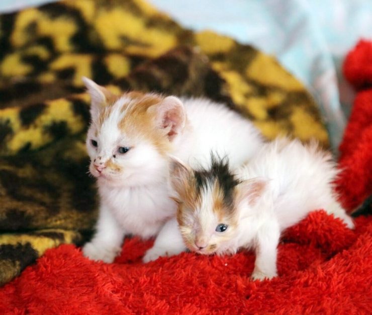 Sokak Kedilerine Bakım Merkezi