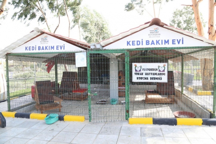 Sokak Kedilerine Bakım Merkezi