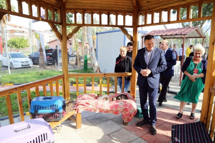 Sokak Kedilerine Bakım Merkezi