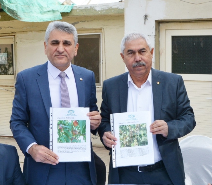 Nusaybin Üzümle Anılacak