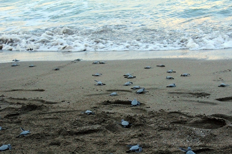 227 Bin 696 Caretta Caretta Yavrusu Denizle Buluştu