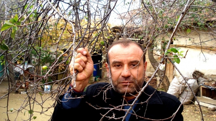 Erik Ağacı Çiçek Açıp Meyve Verdi