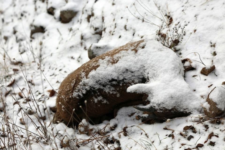 Tunceli’deki Keçi Ölümlerinin Nedeni Belli Oldu