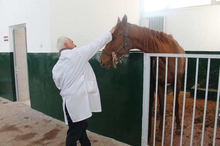 İşçilerin Bulduğu Safkan İngiliz Atı İyileşti