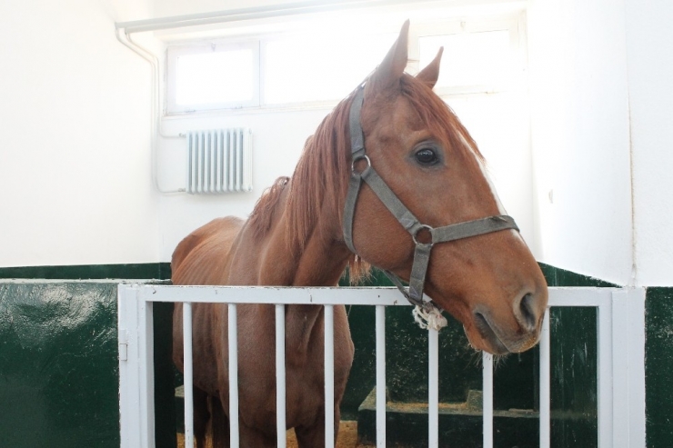 İşçilerin Bulduğu Safkan İngiliz Atı İyileşti