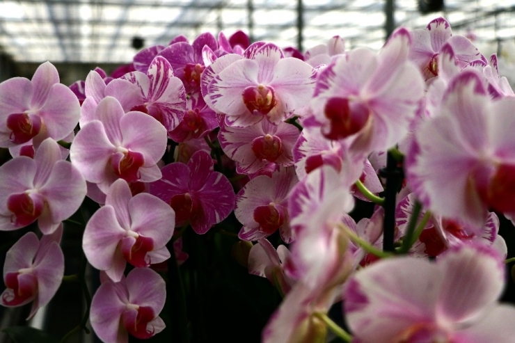 Orkide İthalatına Adana’dan Yerli Ve Milli Çözüm