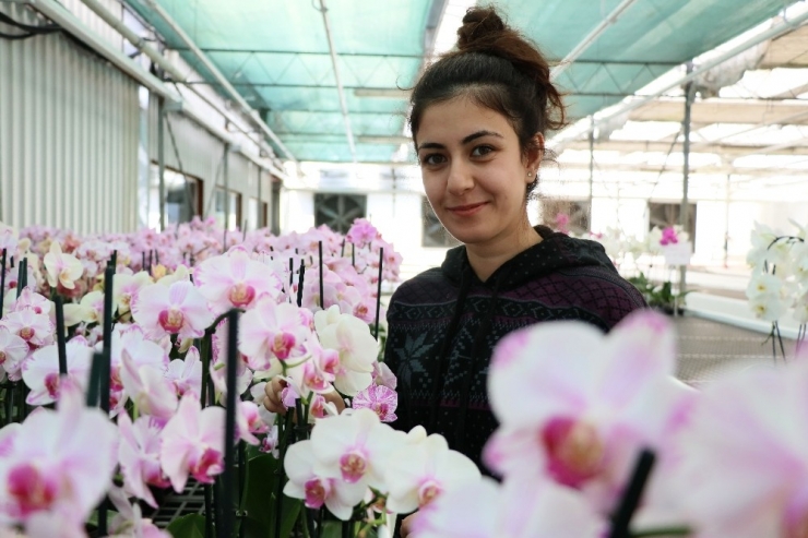 Orkide İthalatına Adana’dan Yerli Ve Milli Çözüm